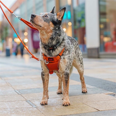 Halti No Pull Anti drag hundsele Burnt Orange